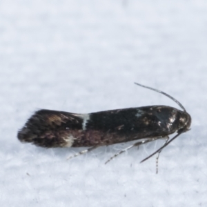 Heliozela (genus) at Melba, ACT - 4 Apr 2021 09:12 PM