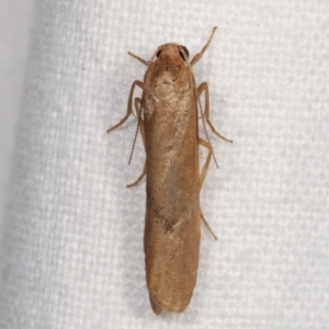 Scoliacma (genus) at Melba, ACT - 4 Apr 2021 09:13 PM