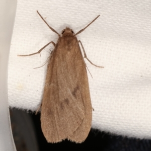 Threnosia myochroa at Melba, ACT - 4 Apr 2021 09:14 PM