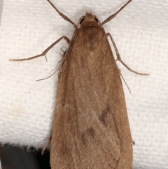 Threnosia myochroa at Melba, ACT - 4 Apr 2021 09:14 PM