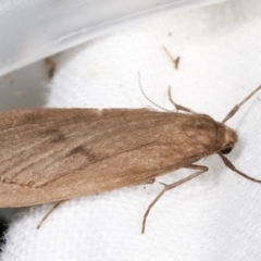 Threnosia myochroa at Melba, ACT - 4 Apr 2021