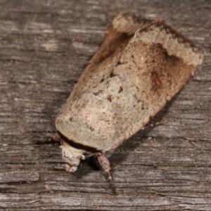 Proteuxoa leptochroa at Melba, ACT - 4 Apr 2021 10:55 PM