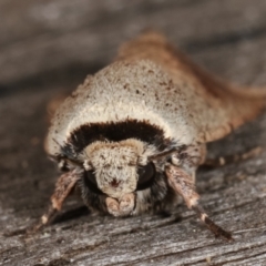 Proteuxoa leptochroa at Melba, ACT - 4 Apr 2021