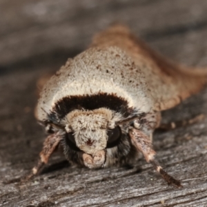 Proteuxoa leptochroa at Melba, ACT - 4 Apr 2021