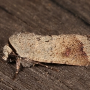 Proteuxoa leptochroa at Melba, ACT - 4 Apr 2021