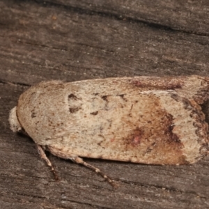 Proteuxoa leptochroa at Melba, ACT - 4 Apr 2021