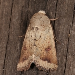 Proteuxoa leptochroa at Melba, ACT - 4 Apr 2021