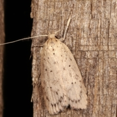 Garrha (genus) (A concealer moth) at Melba, ACT - 4 Apr 2021 by kasiaaus
