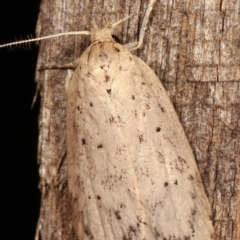 Garrha (genus) at Melba, ACT - 4 Apr 2021