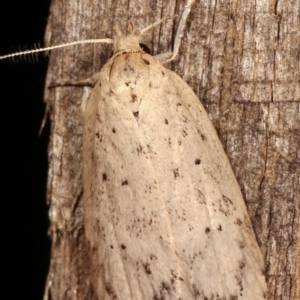 Garrha (genus) at Melba, ACT - 4 Apr 2021 10:56 PM