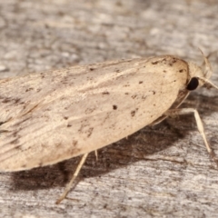 Garrha (genus) at Melba, ACT - 4 Apr 2021 10:56 PM