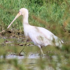 Platalea flavipes (Yellow-billed Spoonbill) at Killara, VIC - 11 Apr 2021 by Kyliegw