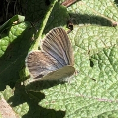 Zizina otis (Common Grass-Blue) at Aranda Bushland - 11 Apr 2021 by KMcCue