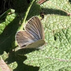 Zizina otis at Holt, ACT - 11 Apr 2021 12:17 PM