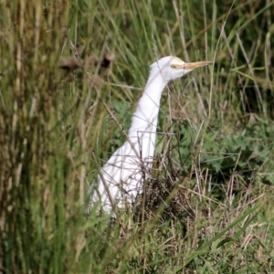 Bubulcus coromandus at Wodonga Regional Park - 11 Apr 2021