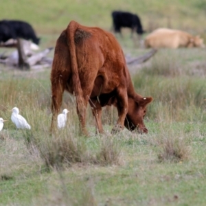 Bubulcus coromandus at Wodonga Regional Park - 11 Apr 2021