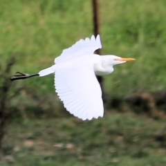 Bubulcus coromandus at Wodonga Regional Park - 11 Apr 2021