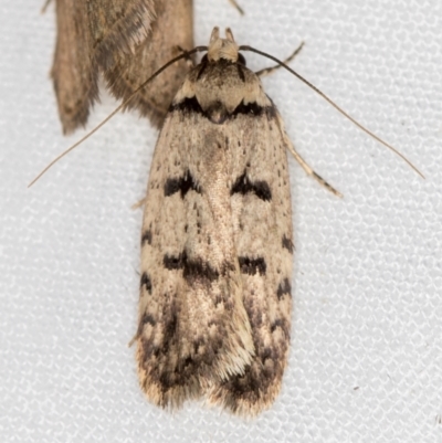 Scatochresis episema (A scat moth) at Melba, ACT - 13 Mar 2021 by Bron