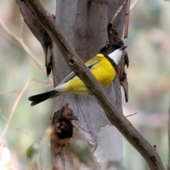 Pachycephala pectoralis (Golden Whistler) at Wodonga Regional Park - 11 Apr 2021 by KylieWaldon