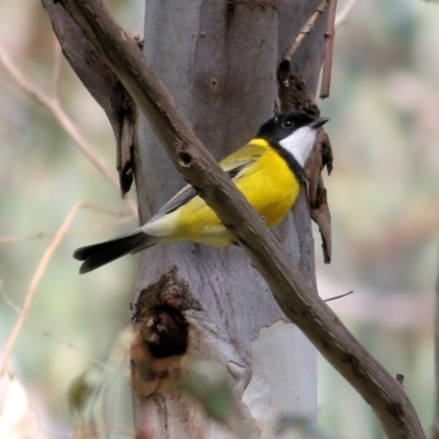 Pachycephala pectoralis (Golden Whistler) at Bandiana, VIC - 11 Apr 2021 by Kyliegw