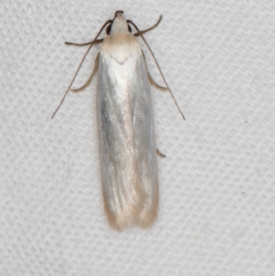 Xylorycta (genus) (A concealer moth) at Melba, ACT - 13 Mar 2021 by Bron