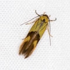Stathmopoda crocophanes (Yellow Stathmopoda Moth) at Melba, ACT - 13 Mar 2021 by Bron