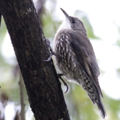 Cormobates leucophaea (White-throated Treecreeper) at Wodonga Regional Park - 11 Apr 2021 by KylieWaldon