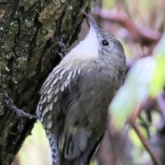 Cormobates leucophaea at Wodonga Regional Park - 11 Apr 2021 11:14 AM