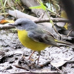 Eopsaltria australis (Eastern Yellow Robin) at Wodonga Regional Park - 11 Apr 2021 by KylieWaldon