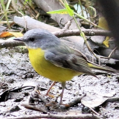 Eopsaltria australis (Eastern Yellow Robin) at Wodonga - 11 Apr 2021 by Kyliegw