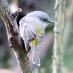 Eopsaltria australis at Wodonga Regional Park - 11 Apr 2021 11:08 AM