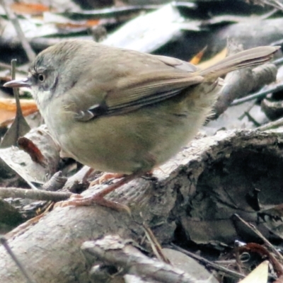 Sericornis frontalis (White-browed Scrubwren) at Wodonga Regional Park - 11 Apr 2021 by Kyliegw