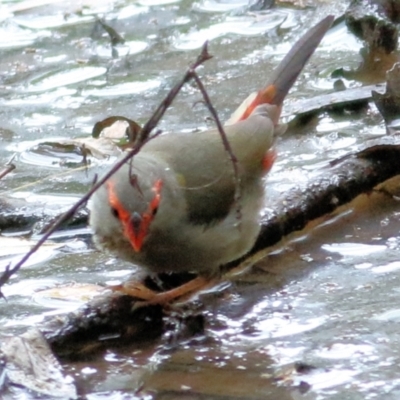 Neochmia temporalis (Red-browed Finch) at Wodonga Regional Park - 11 Apr 2021 by KylieWaldon