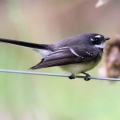 Rhipidura albiscapa (Grey Fantail) at Bandiana, VIC - 11 Apr 2021 by Kyliegw