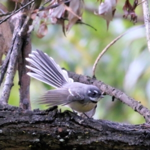 Rhipidura albiscapa at Bandiana, VIC - 11 Apr 2021 11:05 AM