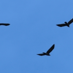 Corvus mellori at Bandiana, VIC - 11 Apr 2021 10:44 AM