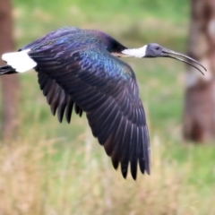 Threskiornis spinicollis (Straw-necked Ibis) at Killara, VIC - 11 Apr 2021 by Kyliegw