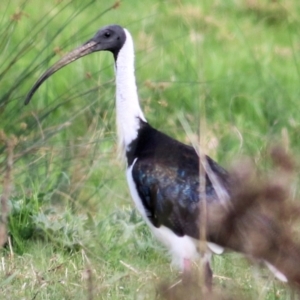 Threskiornis spinicollis at Killara, VIC - 11 Apr 2021