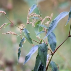 Persicaria lapathifolia (Pale Knotweed) at Wodonga Regional Park - 11 Apr 2021 by Kyliegw