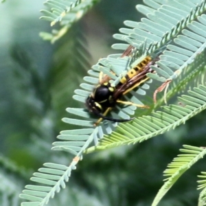 Vespula germanica at Bandiana, VIC - 11 Apr 2021 10:14 AM