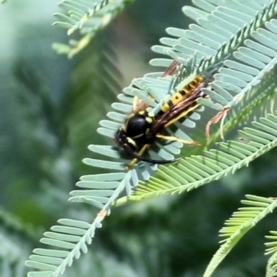 Vespula germanica (European wasp) at Wodonga Regional Park - 11 Apr 2021 by KylieWaldon