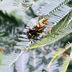 Vespula germanica at Bandiana, VIC - 11 Apr 2021 10:14 AM