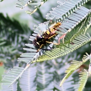 Vespula germanica at Bandiana, VIC - 11 Apr 2021 10:14 AM