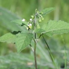 Solanum nigrum (Black Nightshade) at Wodonga - 11 Apr 2021 by Kyliegw