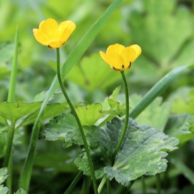 Ranunculus sp. (Buttercup) at Wodonga - 11 Apr 2021 by Kyliegw