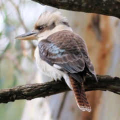 Dacelo novaeguineae (Laughing Kookaburra) at Bandiana, VIC - 11 Apr 2021 by KylieWaldon