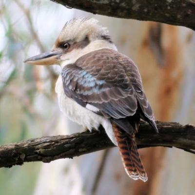 Dacelo novaeguineae (Laughing Kookaburra) at Bandiana, VIC - 11 Apr 2021 by Kyliegw