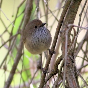 Acanthiza pusilla at Wodonga Regional Park - 11 Apr 2021