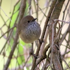 Acanthiza pusilla (Brown Thornbill) at Bandiana, VIC - 11 Apr 2021 by Kyliegw