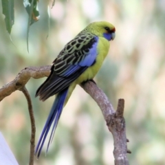 Platycercus elegans flaveolus (Yellow Rosella) at Wodonga - 11 Apr 2021 by Kyliegw